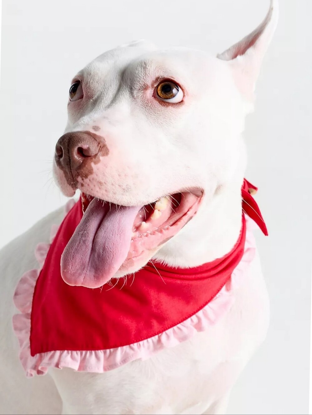 Anthropologie The Foggy Dog Ruffle Pet Bandana in Red With Pink Ruffle